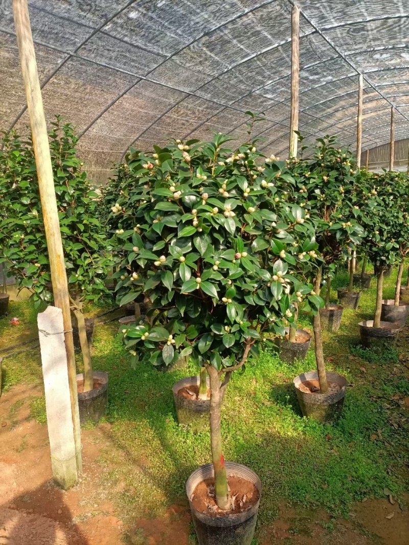 五色赤单茶花品种茶花耐寒各种规格齐全福建基地直销