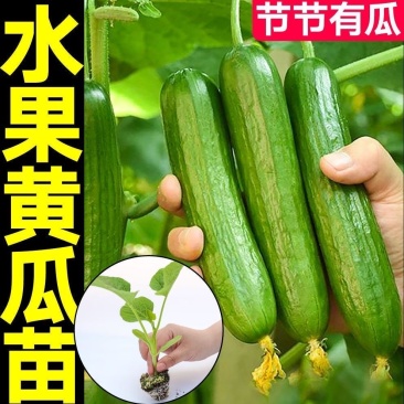 水果黄瓜苗，黄瓜苗品种齐全，质量保证