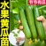 水果黄瓜苗，黄瓜苗品种齐全，质量保证