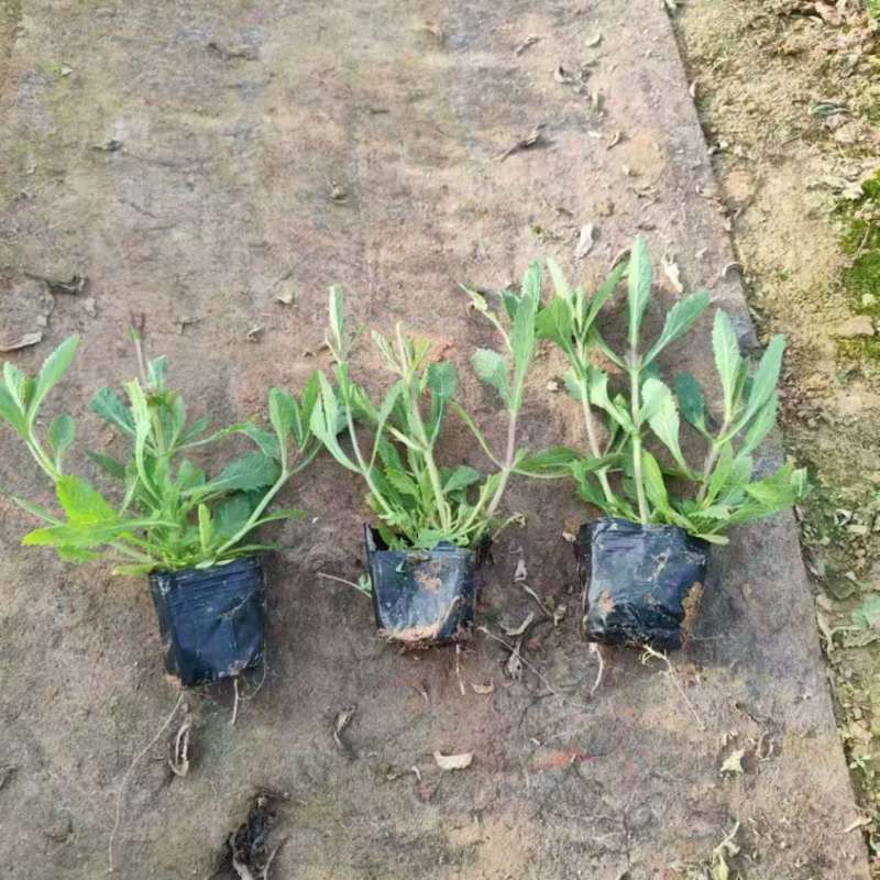 柳叶马鞭草