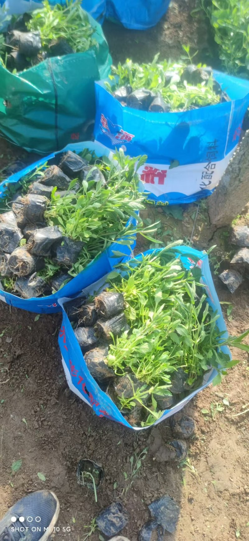 柳叶马鞭草