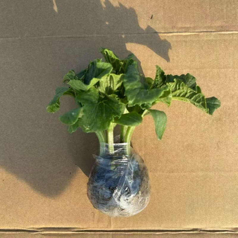 水果黄瓜苗，黄瓜苗品种齐全，质量保证