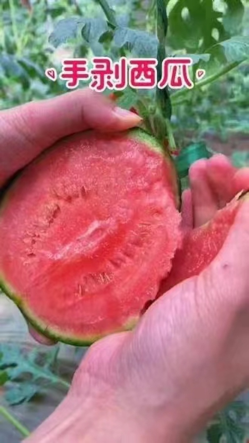 精品小糖丸，2k早春红玉西瓜。大量上市。皮薄含糖量高。