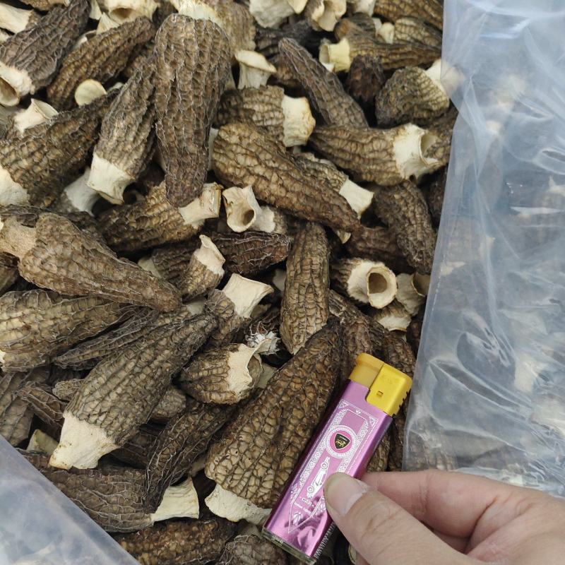 干羊肚菌