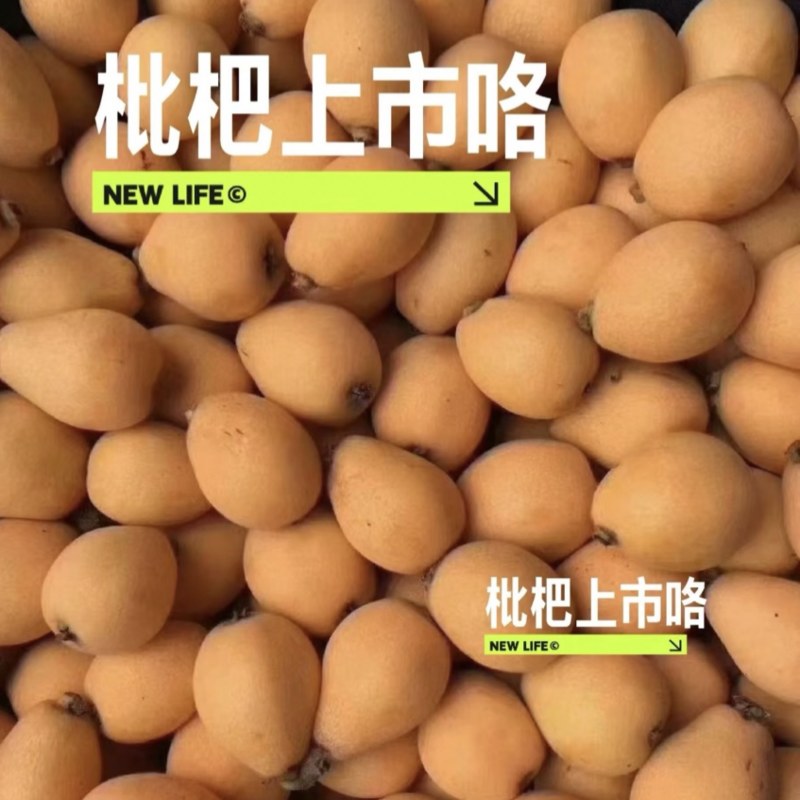 福清一都枇杷现摘现发鲜果甜琵琶孕妇时令水果福建枇杷