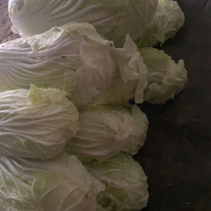 白菜