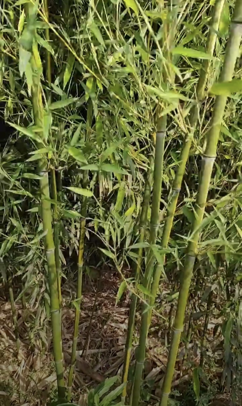 早园竹