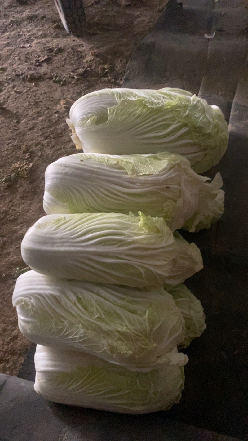 白菜