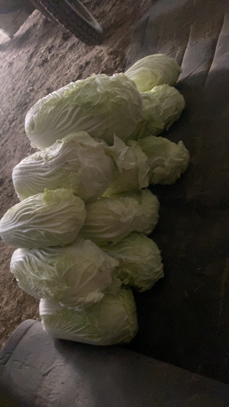 白菜