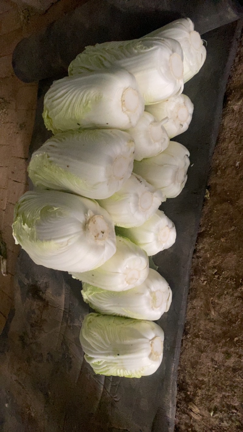 白菜