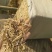 黄豆秸秆粉碎料，无土无膜无霉变，干黄豆秸秆的营养成分丰富