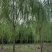 基地大量出售2-20公分垂柳，树形优美，价格优美
