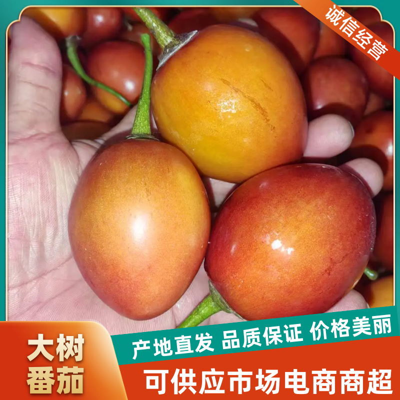 【树番茄】源头好货基地直供质量上乘量大从优，合作共赢