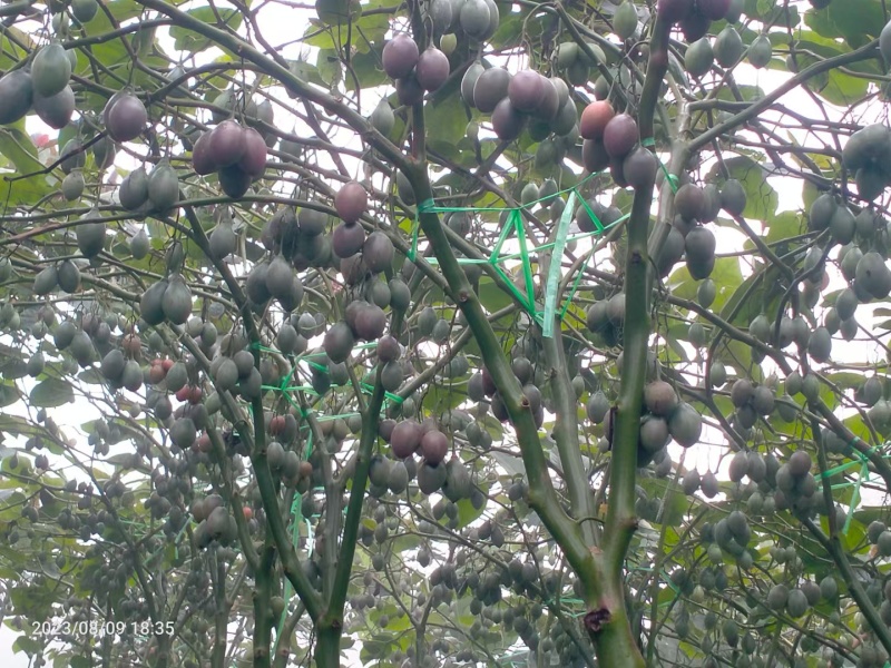【树番茄】源头好货基地直供质量上乘量大从优，合作共赢
