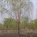 基地大量出售2-20公分垂柳，树形优美，价格优美
