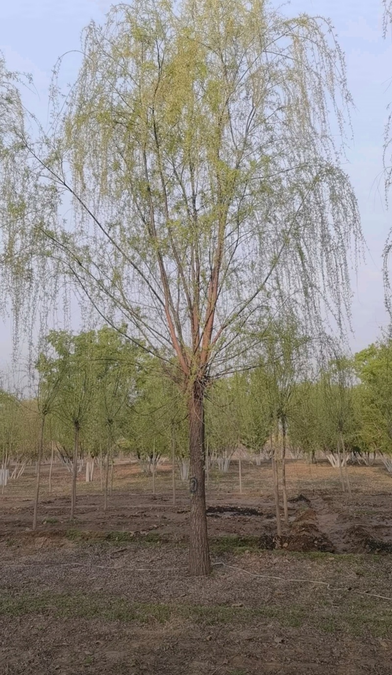 基地大量出售2-20公分垂柳，树形优美，价格优美