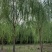 基地大量出售2-20公分垂柳，树形优美，价格优美