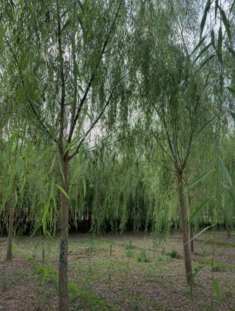 基地大量出售2-20公分垂柳，树形优美，价格优美
