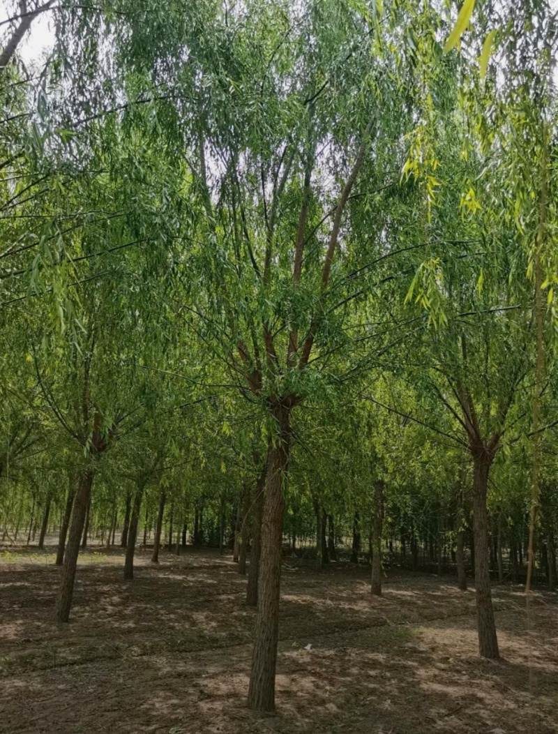 基地大量出售2-20公分垂柳，树形优美，价格优美