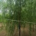 基地大量出售2-20公分垂柳，树形优美，价格优美