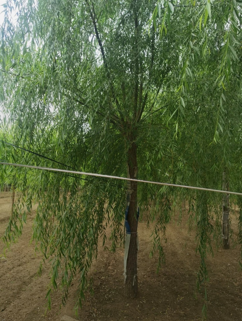 基地大量出售2-20公分垂柳，树形优美，价格优美