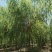 基地大量出售2-20公分垂柳，树形优美，价格优美