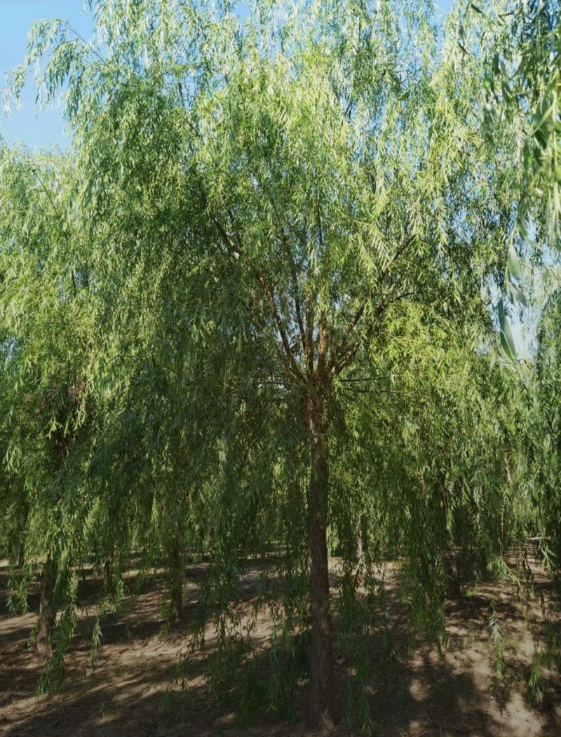基地大量出售2-20公分垂柳，树形优美，价格优美