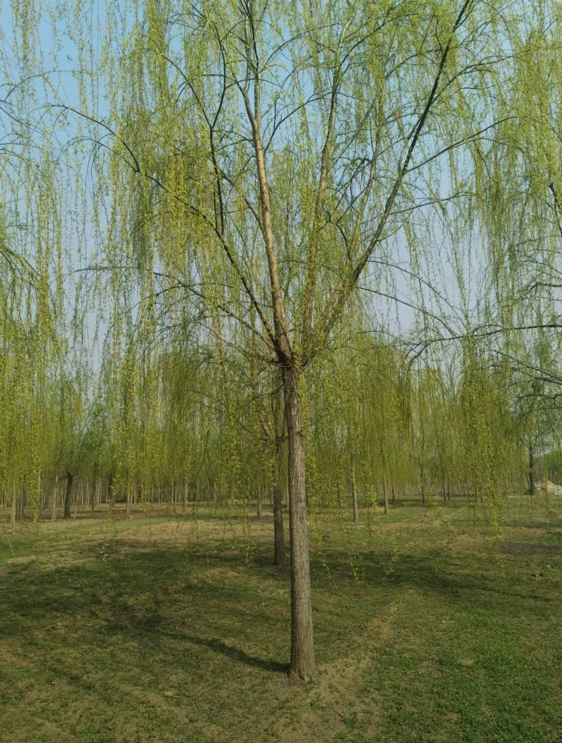 基地大量出售2-20公分垂柳，树形优美，价格优美