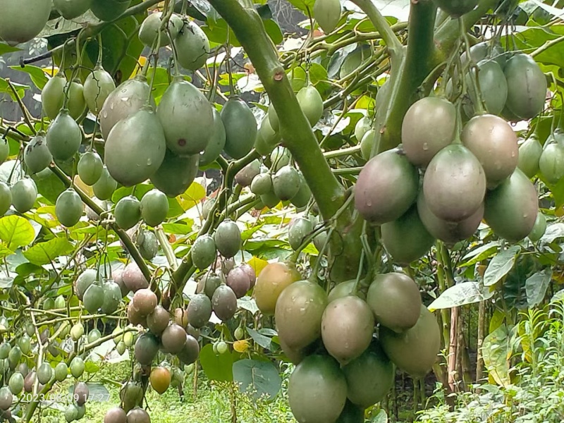 【树番茄】云南百亩基地直供一手货源质量保证欢迎订购