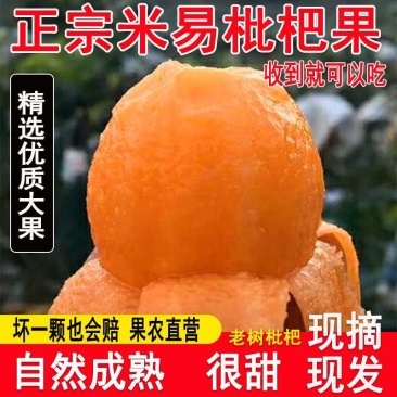 攀枝花米易枇杷全国批发量大优惠