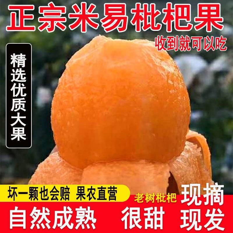 攀枝花米易枇杷全国批发量大优惠