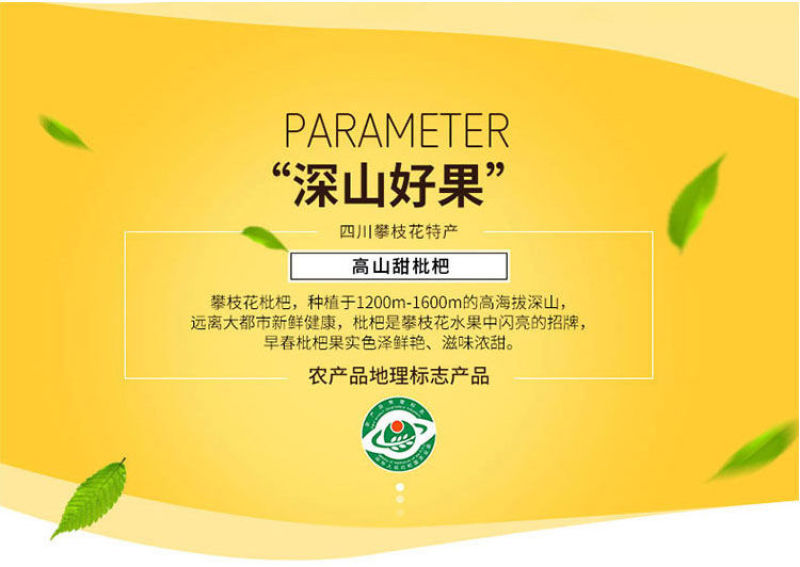 攀枝花米易枇杷全国批发量大优惠
