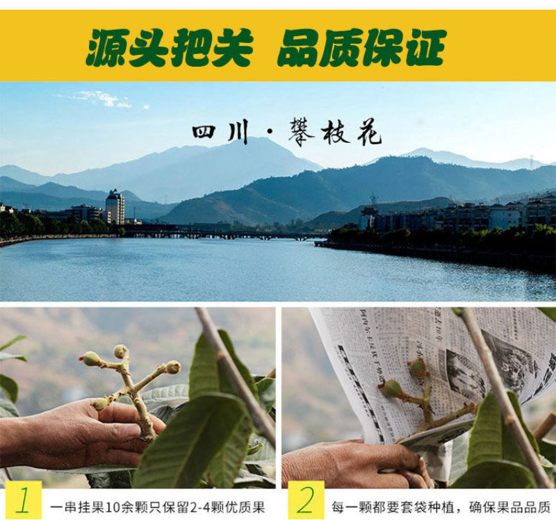 攀枝花米易枇杷全国批发量大优惠