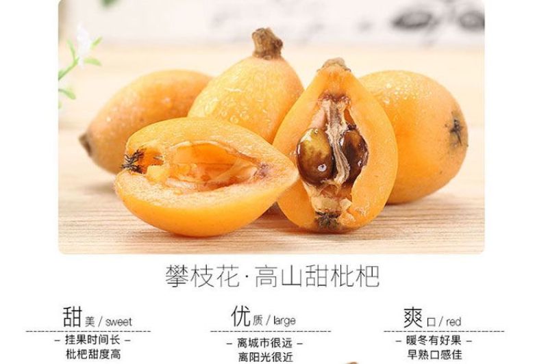 攀枝花米易枇杷全国批发量大优惠