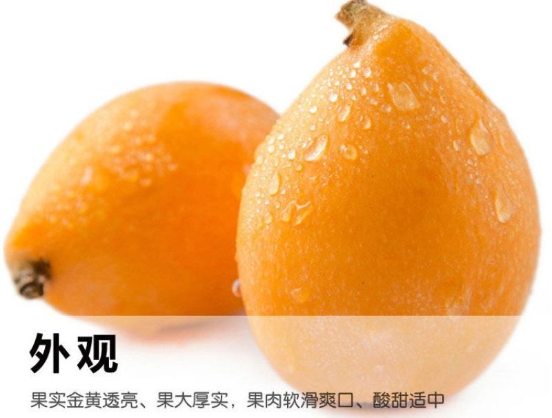 攀枝花米易枇杷全国批发量大优惠
