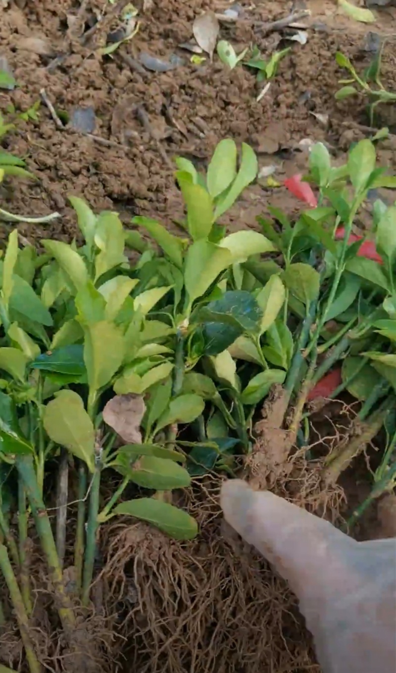 基地大量出售，大叶黄杨苗，规格齐全，货源充足