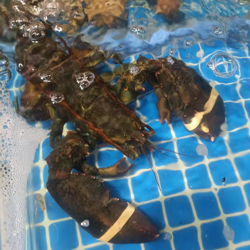 波龙鲜活肥美规格价格保质保量发往全国各地的