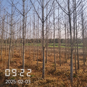 9公分银杏树，银杏，银杏基地，白果树出售