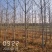 9公分银杏树，银杏，银杏基地，白果树出售