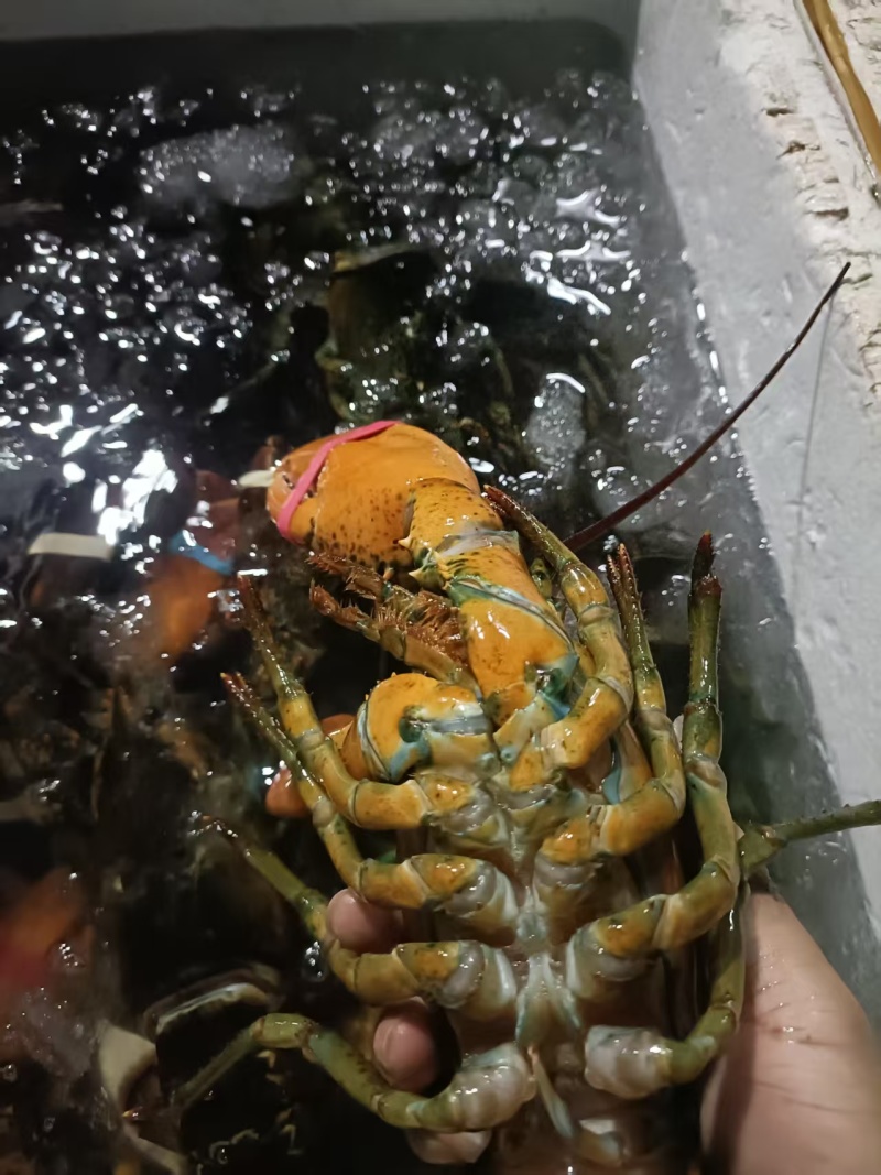 波龙鲜活肥美规格价格保质保量发往全国各地的