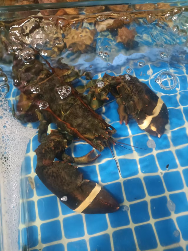 波龙鲜活肥美规格价格保质保量发往全国各地的