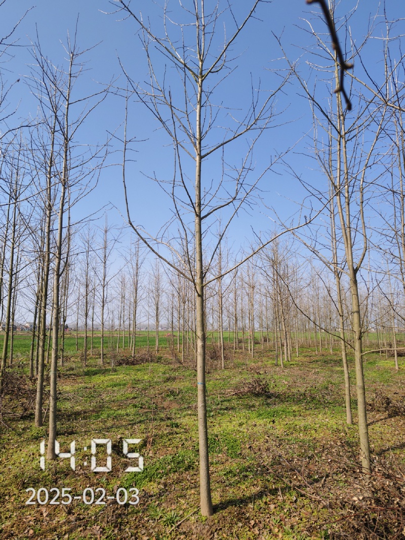 9公分银杏树，银杏，银杏基地，白果树出售