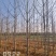 9公分银杏树，银杏，银杏基地，白果树出售