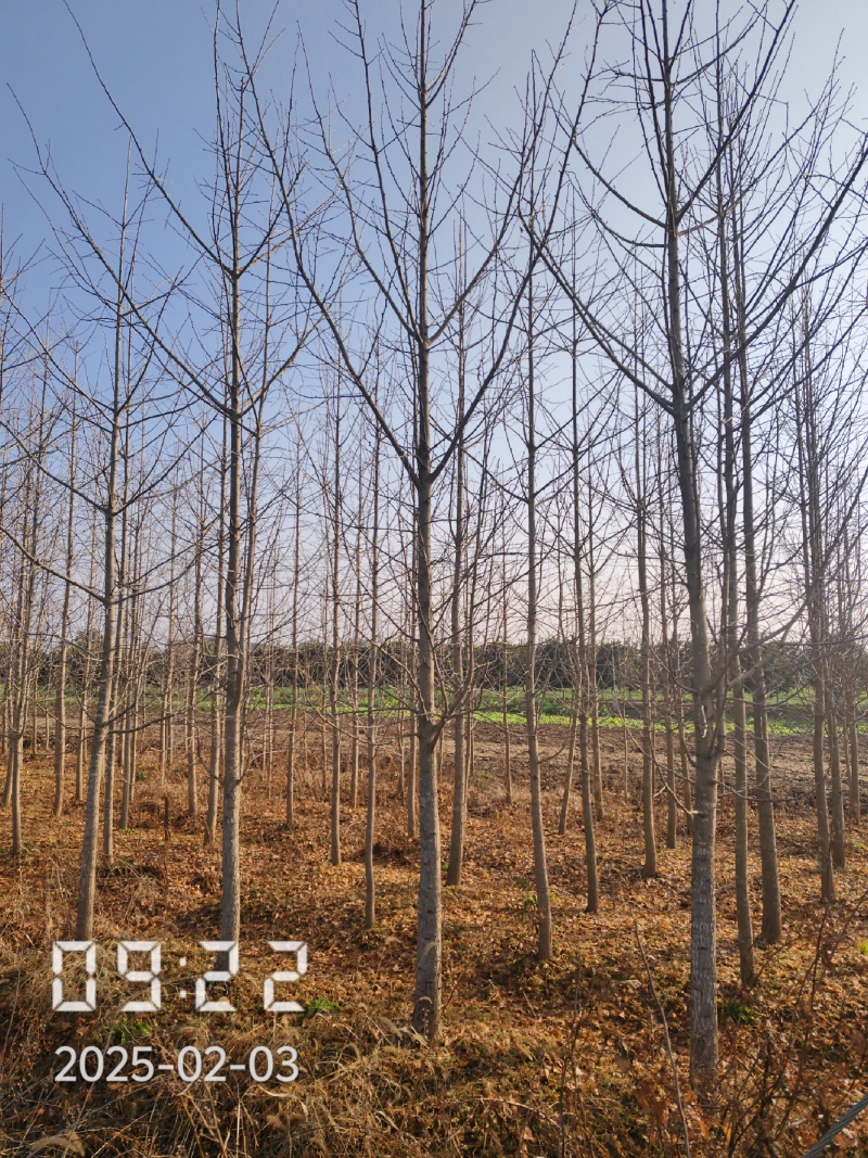 9公分银杏树，银杏，银杏基地，白果树出售