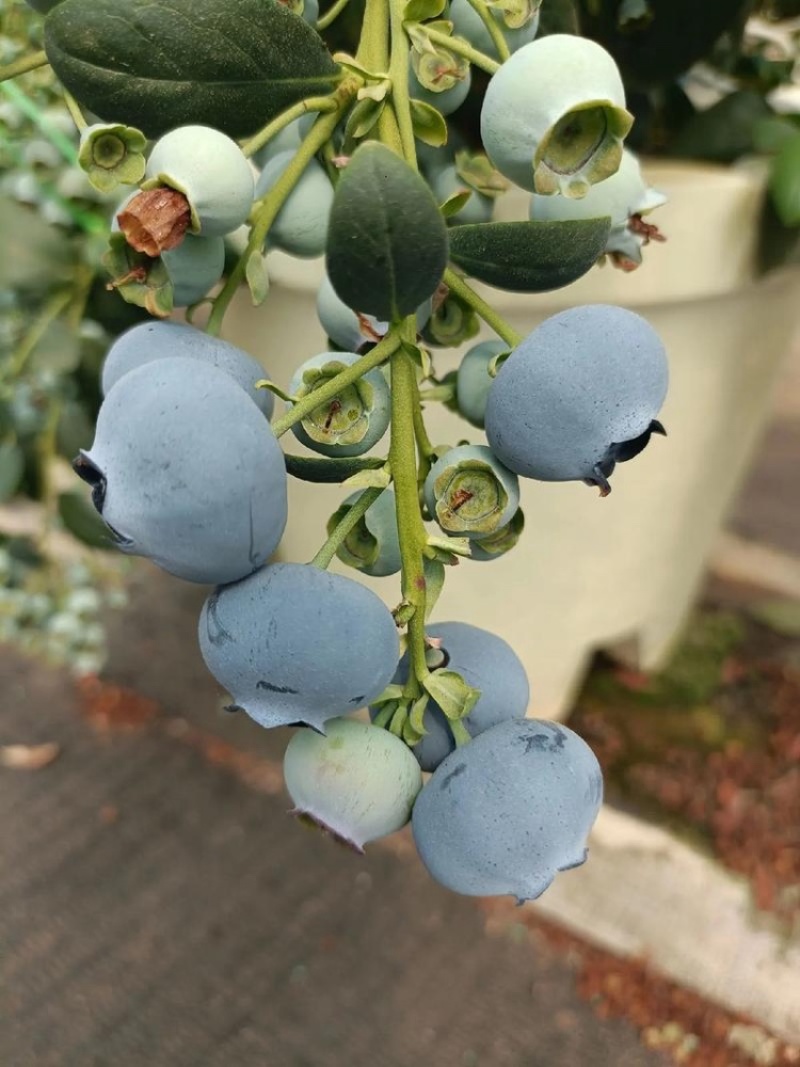 大果蓝莓味道好，带清香味。
