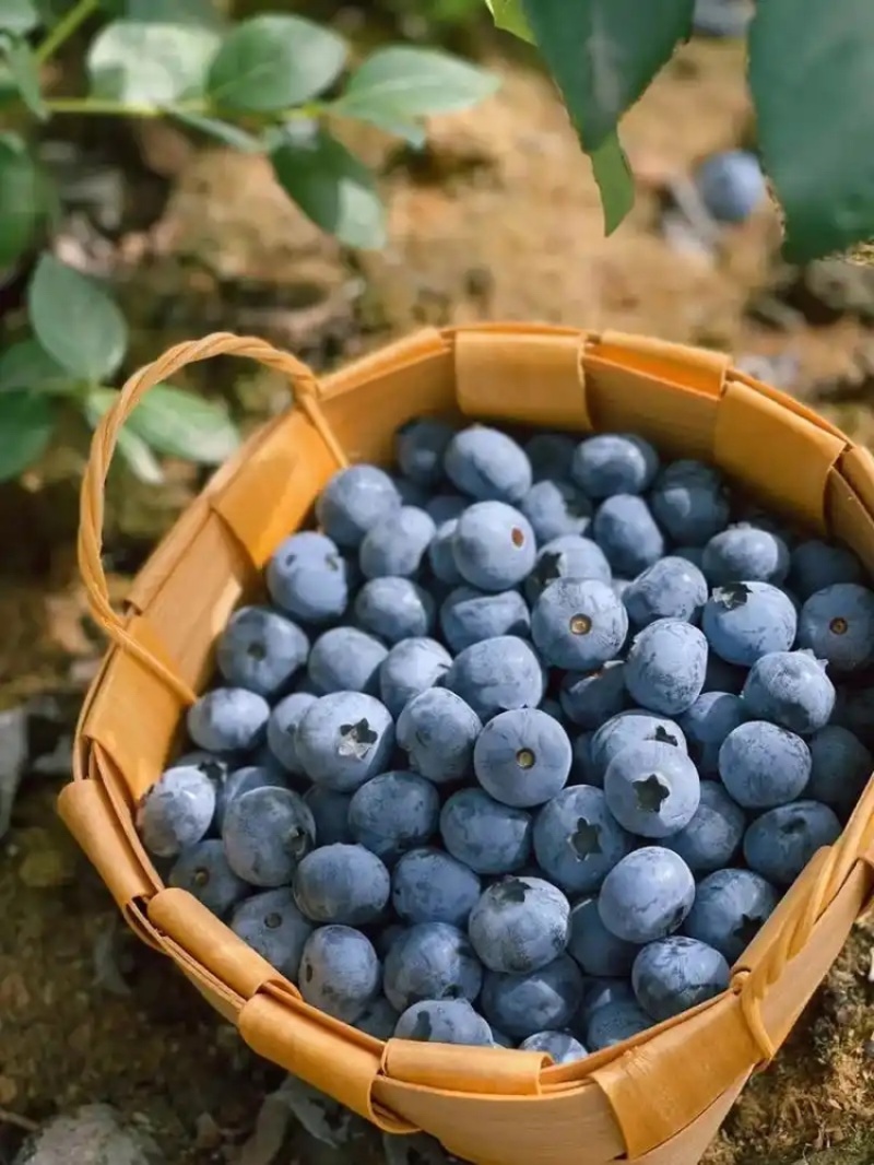 大果蓝莓味道好，带清香味。