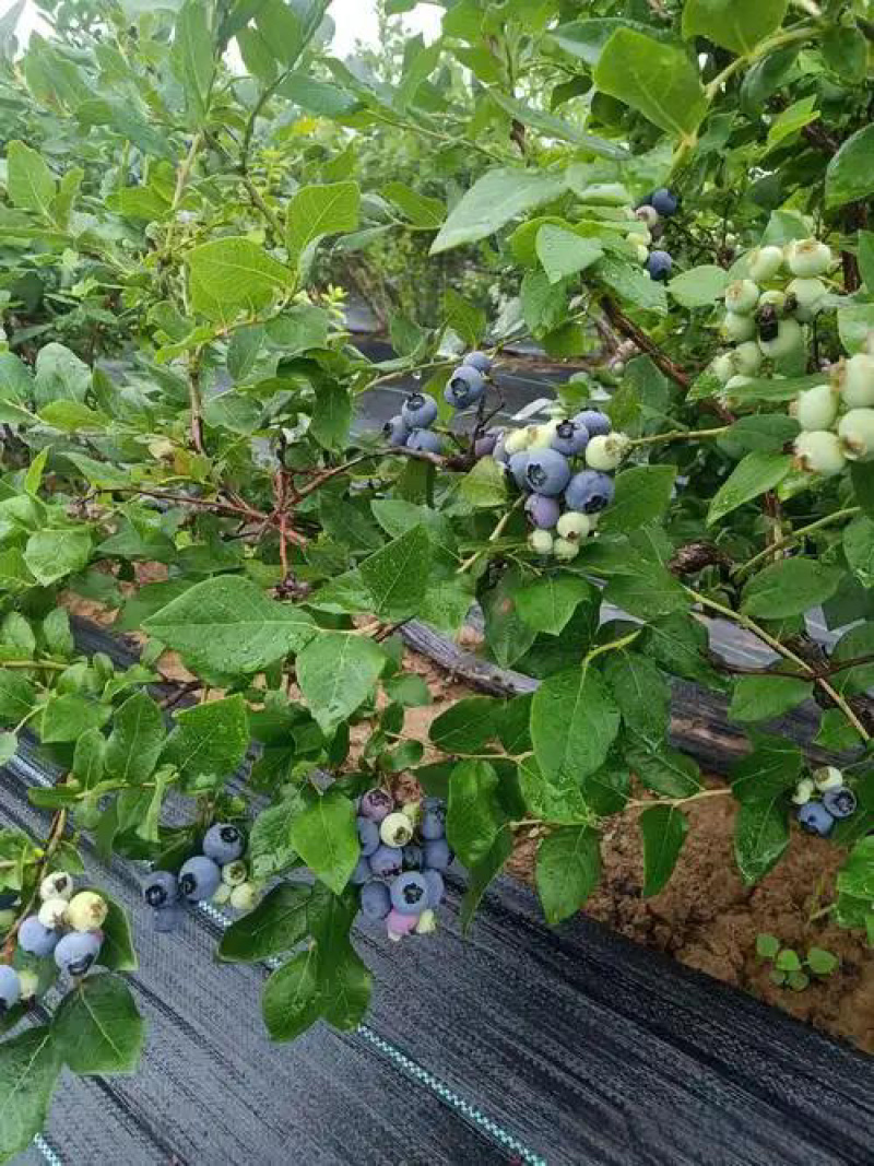 大果蓝莓味道好，带清香味。