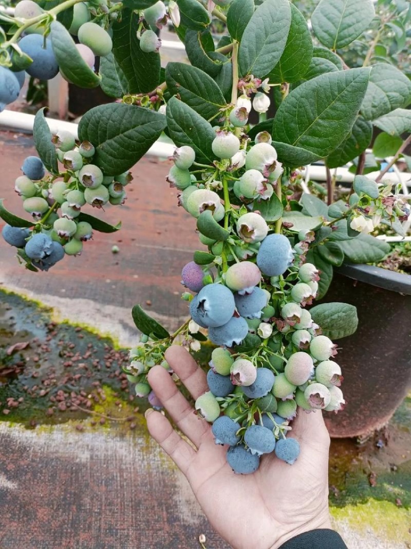 大果蓝莓味道好，带清香味。