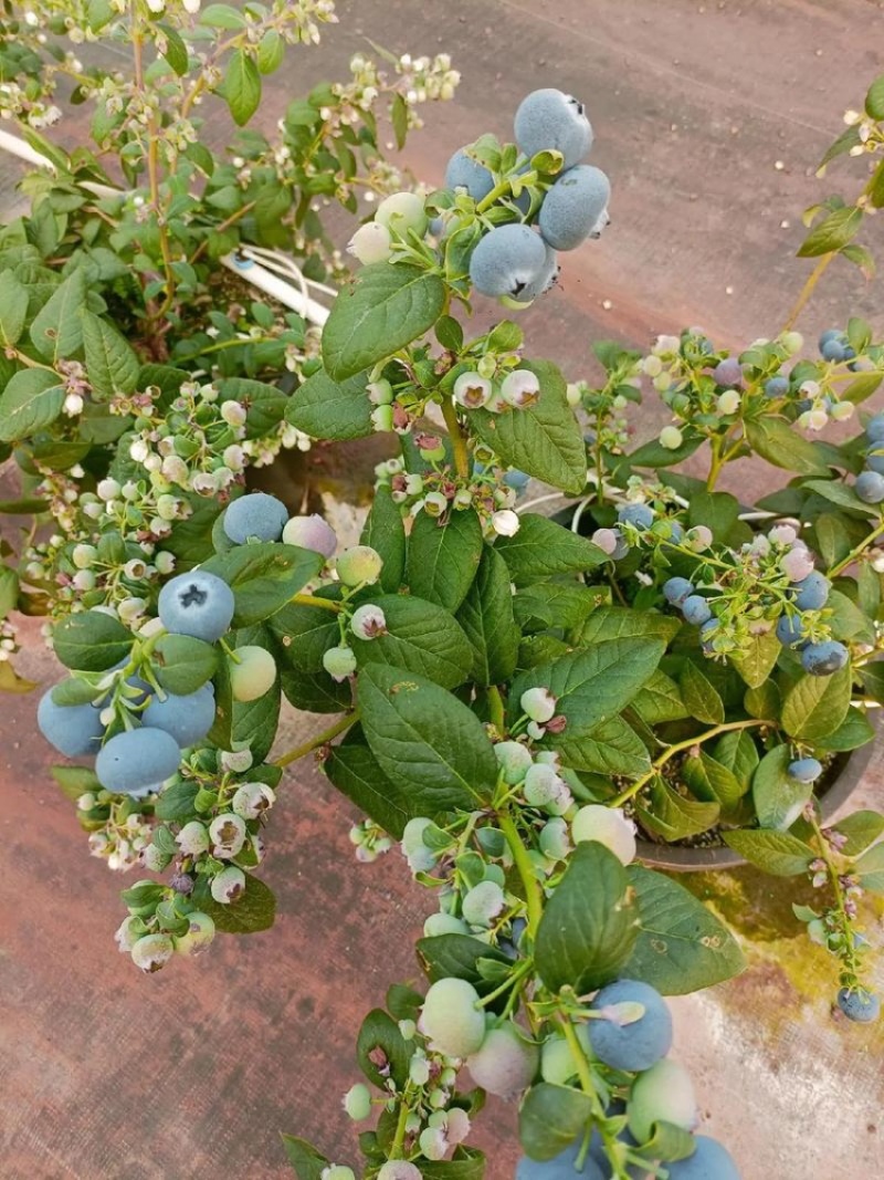 大果蓝莓味道好，带清香味。