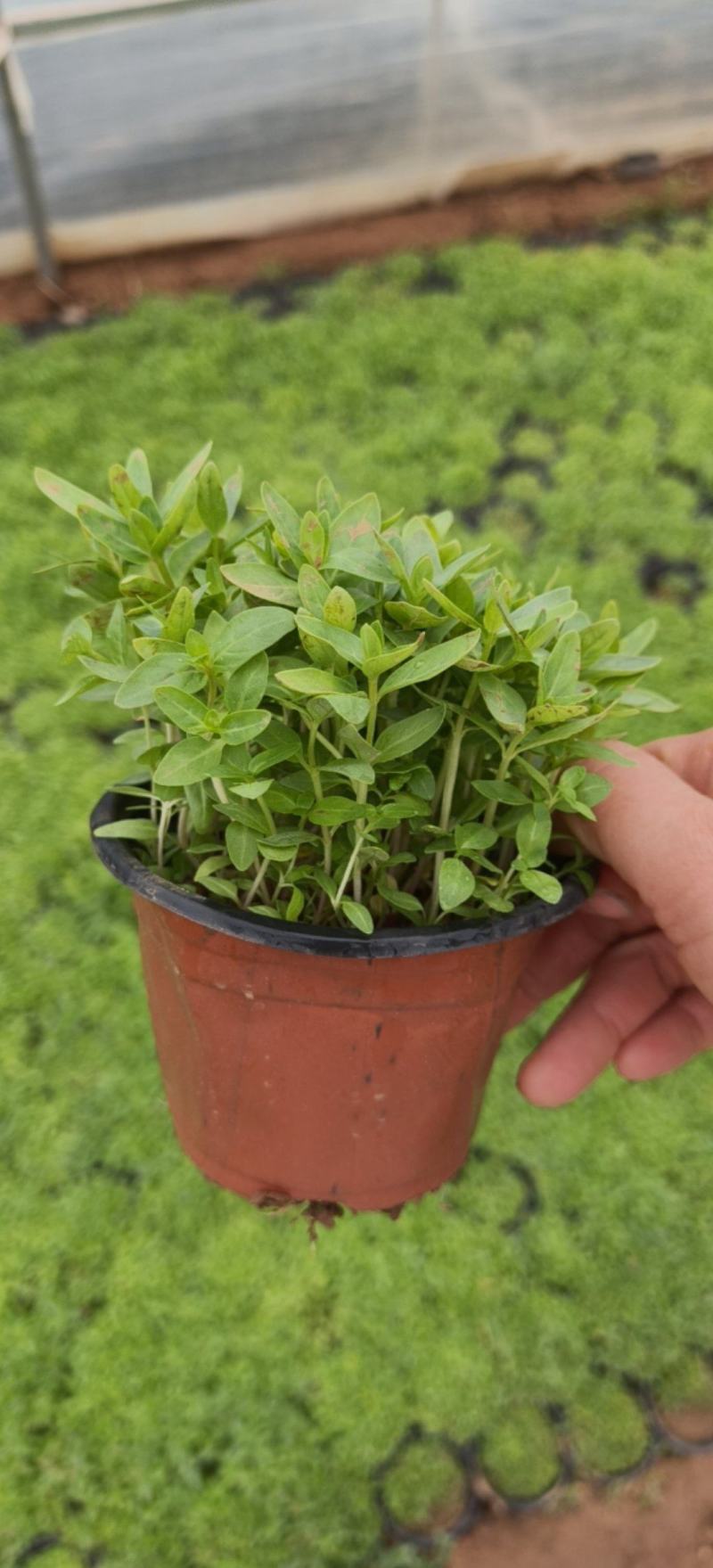 千屈菜自有基地种植可陆地栽植也可水里种植